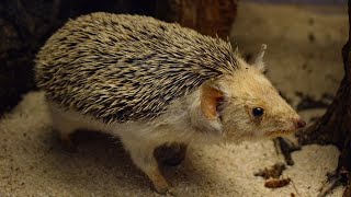 Feeding a wild desert longeared hedgehog Archive 2002 [upl. by Kwan964]