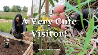 Planting Pumpkins amp Discovering A Very Cute Visitor ⛥ UK Allotment Vlog 13 ⛥ June 2024 ⛥ [upl. by Mccourt]