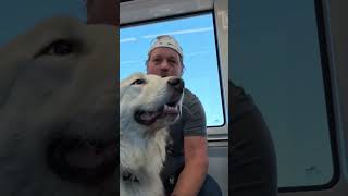 skyharbor skytrain gandalf serviceanimal greatpyrenees veteran [upl. by Cutlerr]