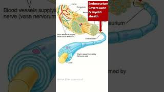 Organization of peripheral nerve shorts nerve pns [upl. by Egin]