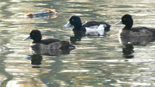 Beautiful Tufted Duck In Netherlandse Park [upl. by Naples230]