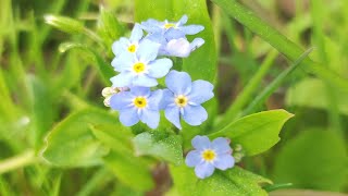 Floare de NUMAUITA  Myosotis [upl. by Morganica]