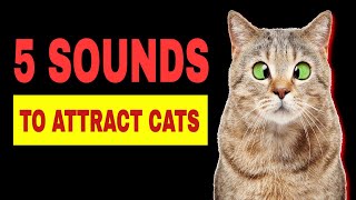 5 Sounds to ATTRACT CATS Make Cats Go Crazy [upl. by Lanae632]