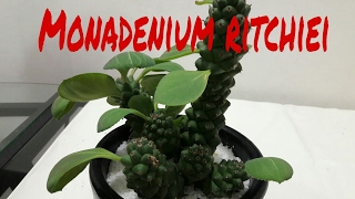 Monadenium ritchiei [upl. by Filomena]