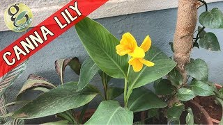 CANNA LILY Plant Care  How to Grow and Care Cannas  Propagation of Canna Lily [upl. by Ambie]