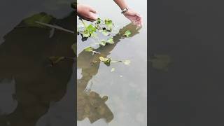 Menangkap ikan dengan tangan kosong fishing menangkapikan fish ytviral [upl. by Bower]