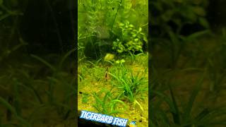 Energetic tigerbarb in fish tank eating grass in aquarium guppy [upl. by Gleason]