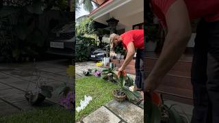 Fungicide is a must for orchids jishnuuthaman home keralagarden gardening orchids [upl. by Onailime781]