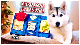 My Dog Opens RIDICULOUS Advent Calendar Skayas Advent Calendar Adventures  PART 1 [upl. by Burrell]