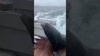 Sea Lion LEAPS onto Boat for Fish Shorts Seals Ocean [upl. by Melac]