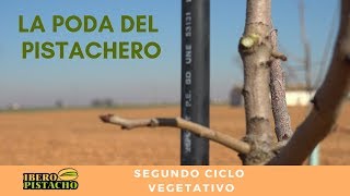 Poda del pistacho Año 2 en la finca de Fidel Ramón  Grupo IberoPistacho [upl. by Drape]