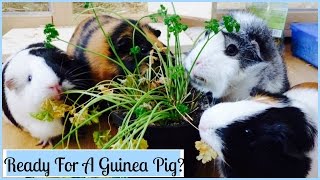 13 Things You Need to Know before You Get Guinea Pigs [upl. by Nahej]