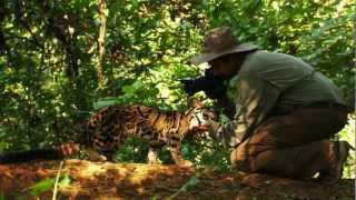 clouded leopard  reintroduced into the wild [upl. by Claretta]