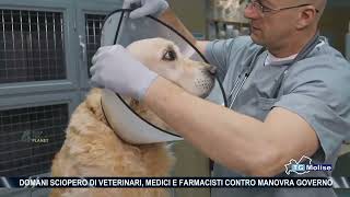 Domani sciopero di veterinari medici e farmacisti contro manovra governo [upl. by Cammie]