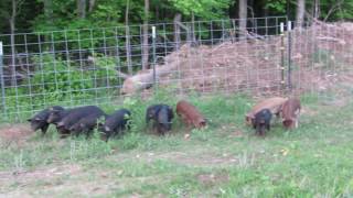 Pastured Hogs [upl. by Nessim667]