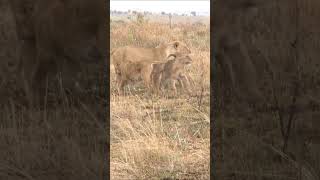 Lion cubs keeping mom busy lioness [upl. by Arimat847]