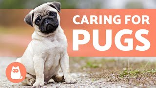 Caring for PUGS 🤗 Food Hygiene and More [upl. by Raman]