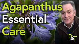 Agapanthus Essential Care A Martin Masterclass  Pots amp Trowels [upl. by Cesar407]