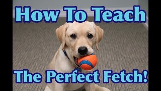 How To Teach Your Dog To FETCH Perfectly Dog Training Tutorial [upl. by Yeniffit]