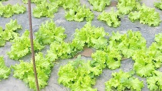 LS STRAWBERRY LETTUCE FARM SA BAGUIO [upl. by Jodee]