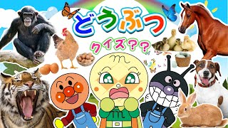 【子供向けの動物動画】アンパンマンと学ぼう☆農場の動物に関する教育ビデオ。☆鶏、アヒル、豚、羊、ウサギなど、10種類の一般的な家畜動物が登場します！【子供が喜ぶ動物の知育動画】 [upl. by Vas]