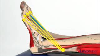 Levotape Kinesiology Tape  lymphatic drainage technique  ankle sprain [upl. by Tompkins]