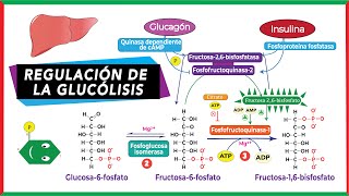 Regulación alostérica y hormonal de la glucólisis [upl. by Tim471]