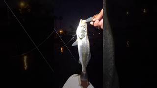 First corvina socalfishing [upl. by Ttoille]