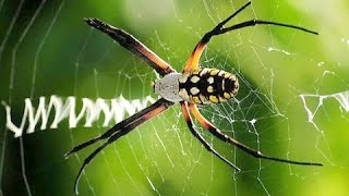 Argiope aurantia quotWriting Spiderquot builds web [upl. by Llemhar]