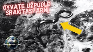 Paslaptinga 15 metrų ilgio Kongo gyvatė  Ar Titanoboa egzistuoja mūsų dienomis [upl. by Nadiya]