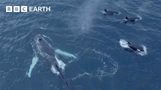 Humpback Whales and Orcas Feed Together  North Atlantic  4K UHD  BBC Earth [upl. by Steffy748]