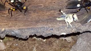 Assassin bug  Platymeris biguttatus feeding [upl. by Colwin]