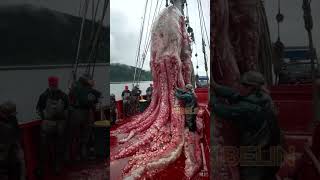 Giant Deep Sea Creature Caught by Fishermen🐙🦑🦀deepseafishing fishingexploration giantseacreature [upl. by Apoor361]