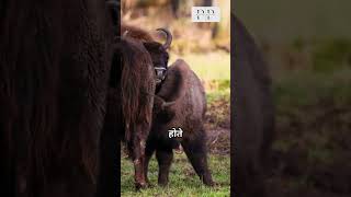 MuskOx shorts ytshorts viralshorts wildlife nature animals pathshalaplace muskox ox facts [upl. by Libys528]