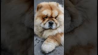 Chow chow dog [upl. by Bekha327]