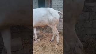 Ongole cow with good quality [upl. by Hcir943]