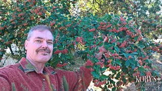 Cotoneaster lacteus two seasons of red berries gracefuly arching form [upl. by Yesiad]