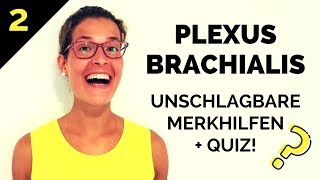 Plexus brachialis lernen So merkst du ihn dir  Eselsbrücken Gedächtnispalast amp Quiz 22 [upl. by Bowlds303]