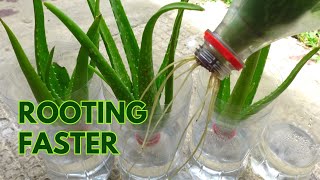 How to Make Aloe vera Cuttings Root Faster in Water [upl. by Barra358]