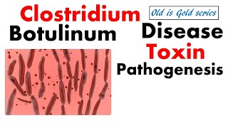 Clostridium Botulinum Microbiology  pathogenesis toxins and disease [upl. by Aihseyt]