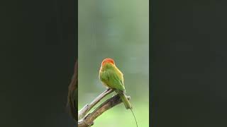 Asian green beeeater Bird EP18 birds birdsounds birdspecies nature birdsmusic [upl. by Eilyr]