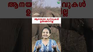 എന്തു കൊണ്ടാണ് ആനയുടെ മുറിവ് ഒരിക്കലും ഉണങ്ങാത്തത്  elephant wounds cant heal [upl. by Annawyt]