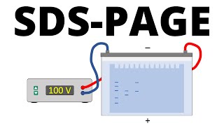 SDSPAGE explained  Protein Separation Technique [upl. by Mellins413]