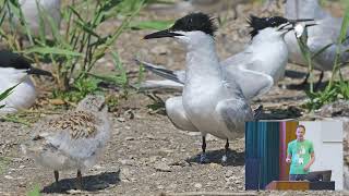 Seabird Group 2024 Conference  University of Coimbra 3 Sept 2024  Session 2 [upl. by Polky]