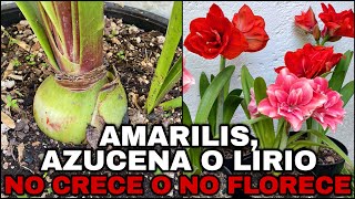 AMARILIS Lirio o azucena POR QUÉ NO CRECEN Y NO FLORECE hippeastrum amaryllis [upl. by Luwana84]