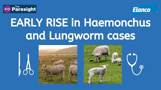 Lungworm in cattle and Haemonchus in sheep [upl. by Stanfill]