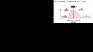 muscle length tension curve [upl. by Aynekal750]