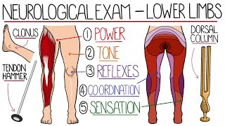 Neurological Examination of the Lower Limbs [upl. by Yklam]