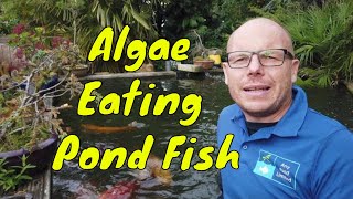 Using Algae Eating Pond Fish [upl. by Demahom]