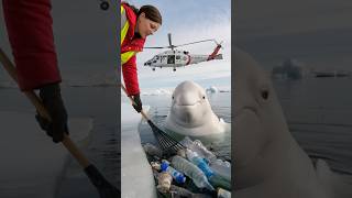 Young volunteers rescue a birthing mother whale and heal the ocean seaanimals [upl. by Atwater]